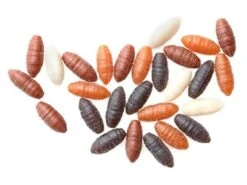 Drennan Buoyant Maggot -Matrix Winkel drennan buoyant maggot 6